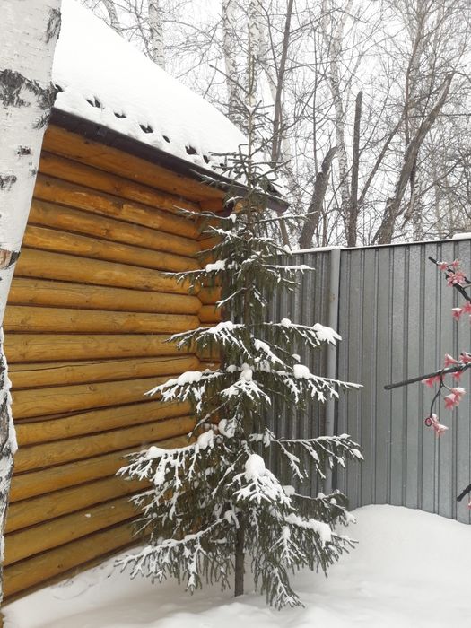 Продам красивые Ели