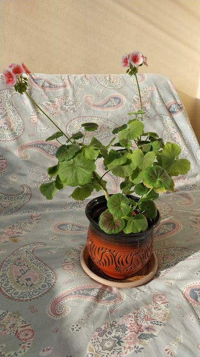 Продам комнатные цветы