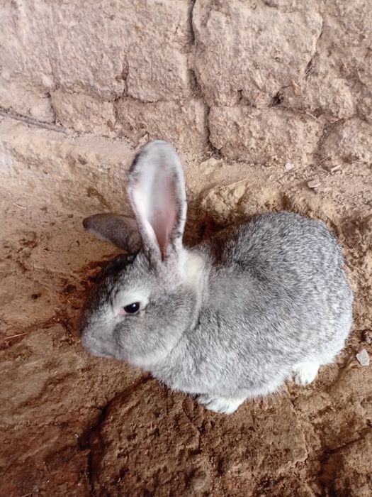 Quyon sotiladi toza sames