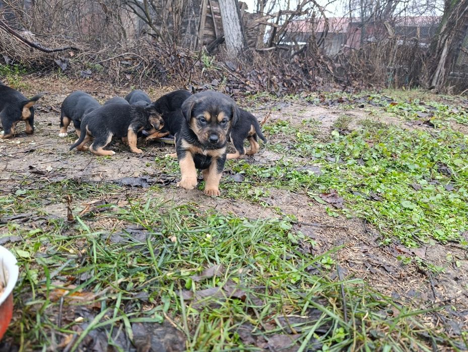 Подарявам кученца