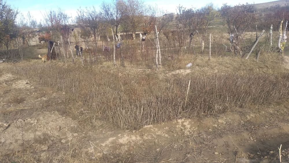 Tok niholari sotiladi