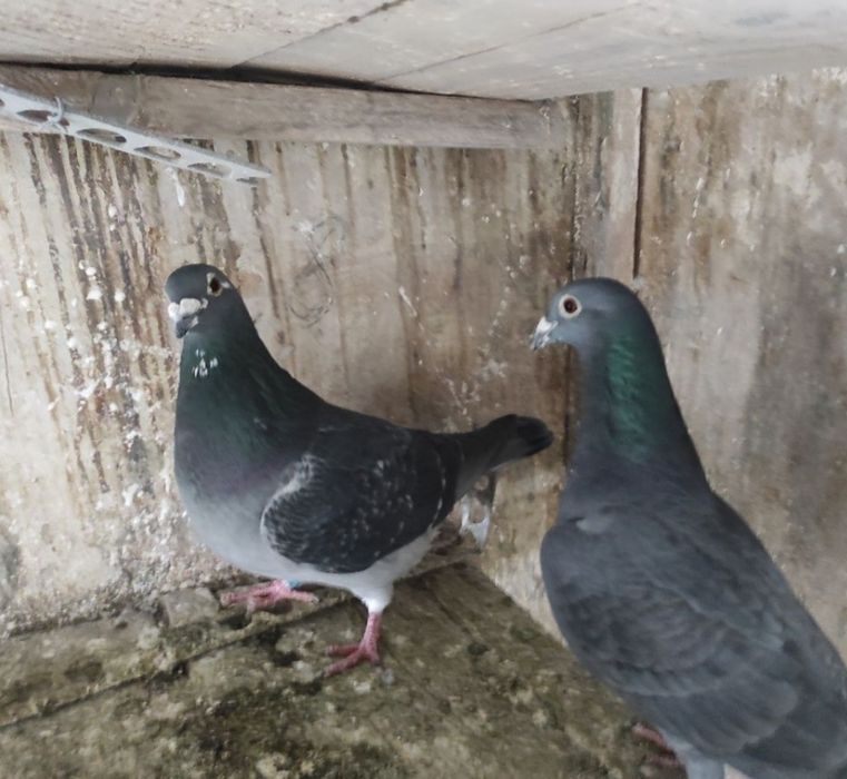 Porumbei voiajori cu expozitie