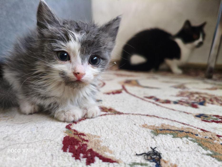 Раздаём двух котят безплатно