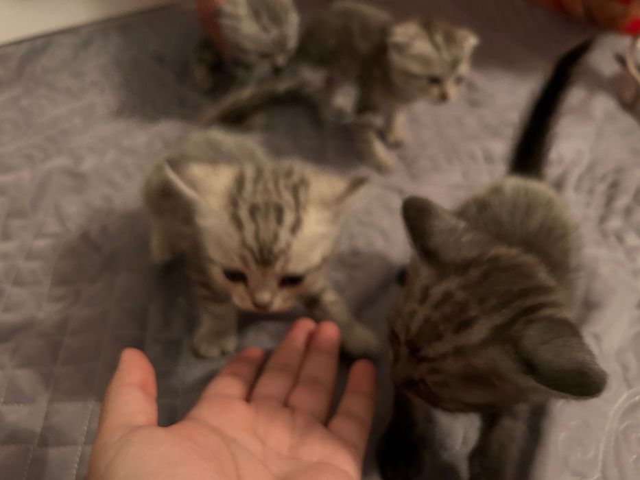 шотландские котята вислоухие
