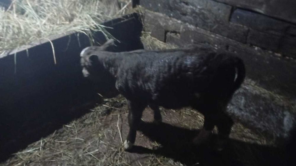 Продам быки и корова с теленком