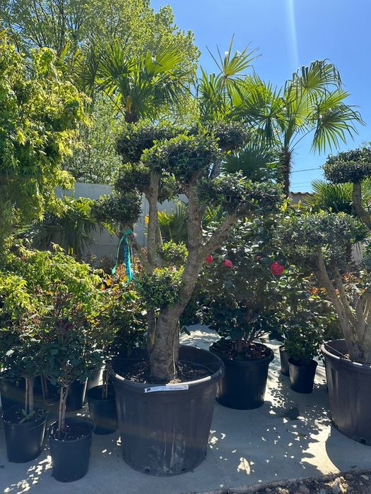 Plante ornamentale-Tuia, catalpa, leylandii, artar