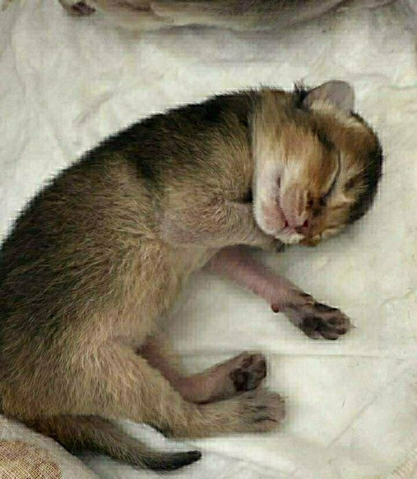 Абесинские котята бронь