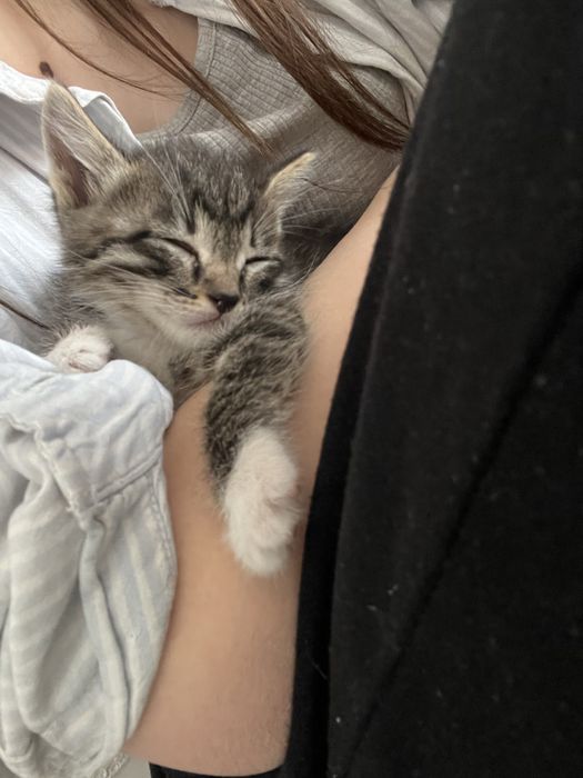 Котёнок/отдам в хорошие руки