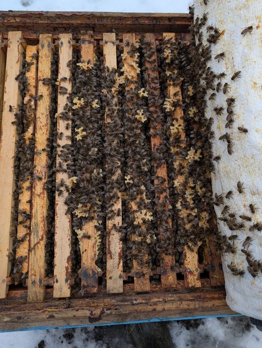 Vand 70 familii de albine