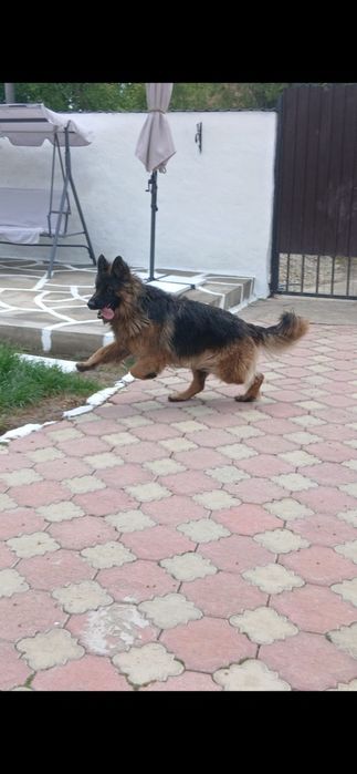 Ciobanesc german cu Pedigree