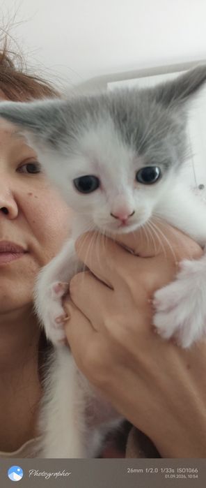 Мальчик котенок возраст 1м