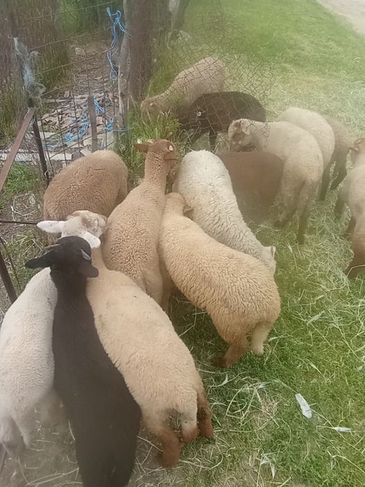 Vand 15 miei de crescut