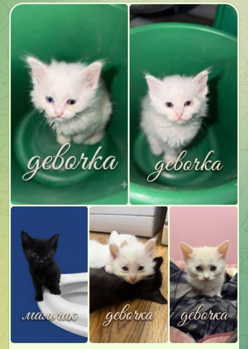 Котята в хорошие руки!