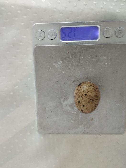 Продам. Перепела