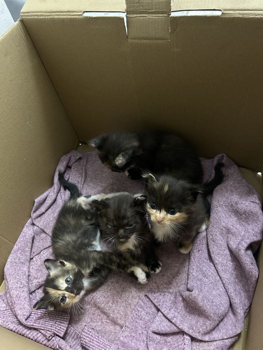 Котенкий 4 девочкий