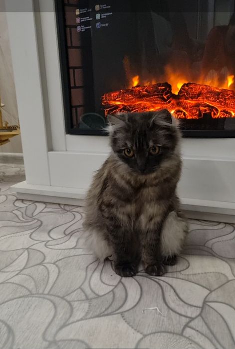 Граф ищет дом. Доставлю!