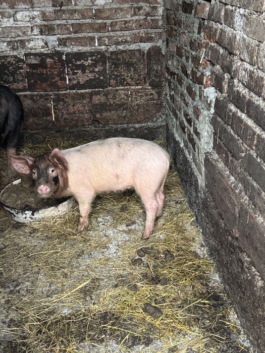 Продавам малки прасета