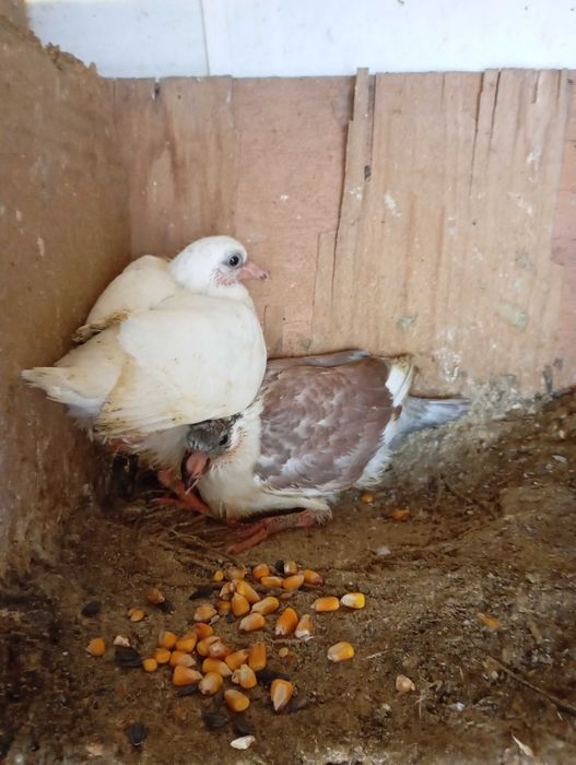 Vand porumbei hubble si metisi 45 lei buc!