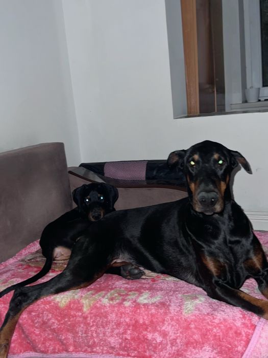 Отдам В добрые руки!