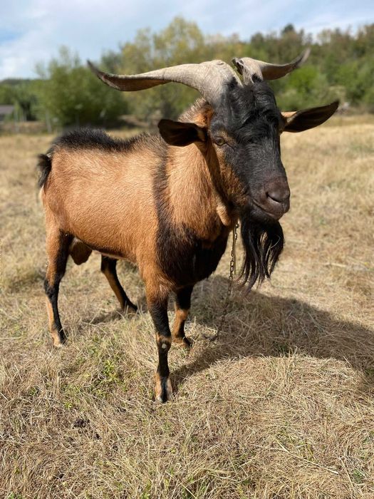 Capre de vânzare