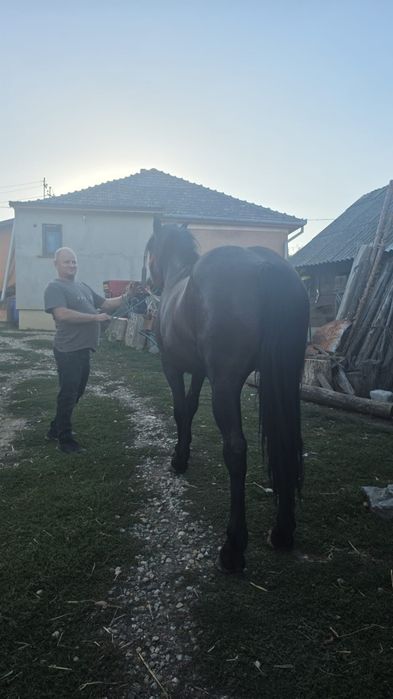 Vând mânză de doi ani