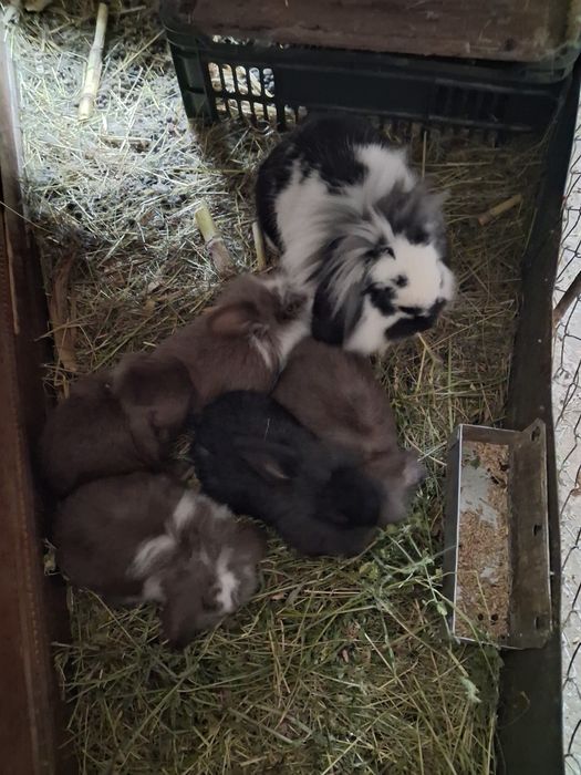 Vănd iepurași metiș rasă mijlocie spre mare,iepuroaicele mamă căntărec