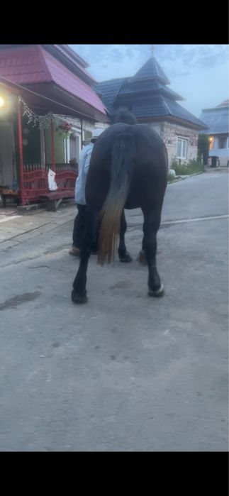 Vand manza de 3 ani sura