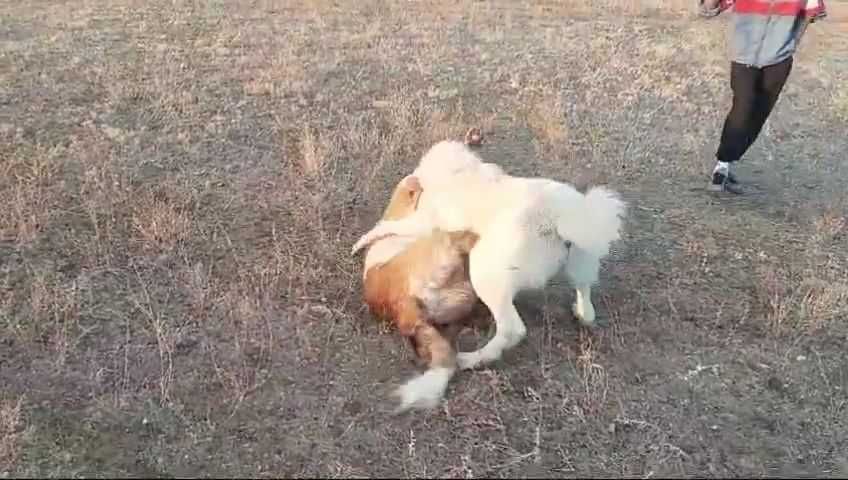 Еркек ит сатылады