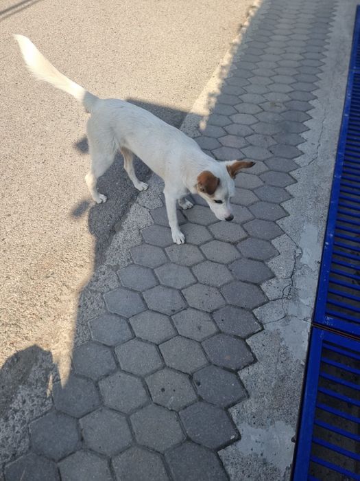 Собака девочка белая добрая