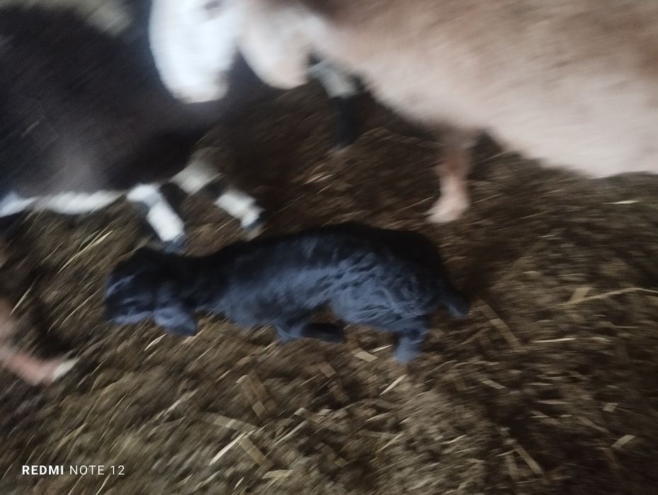 Egizak bolali qo'y soyiladi