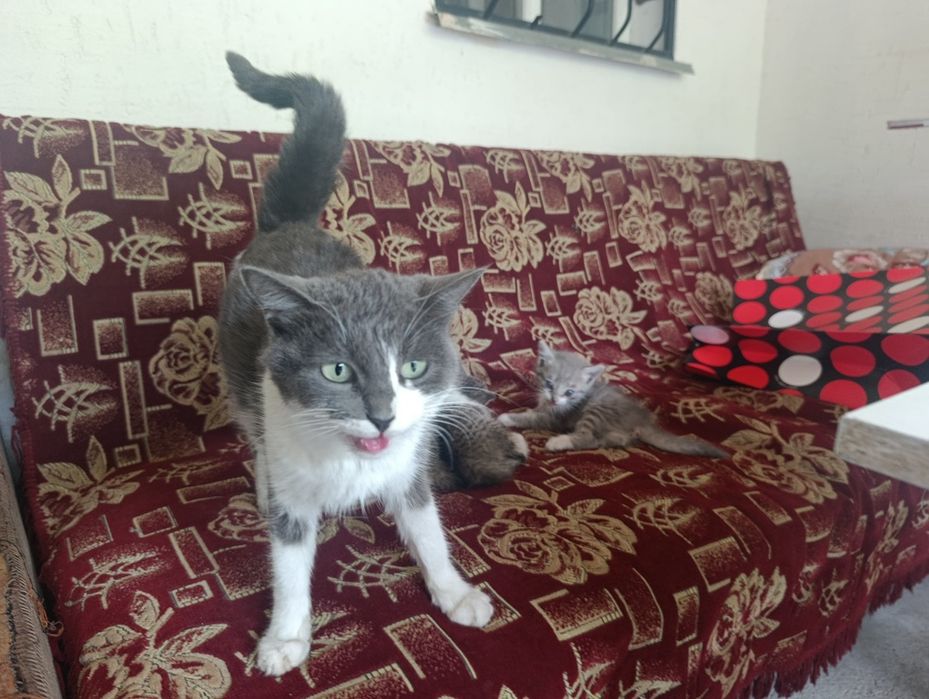 есть котята красивые