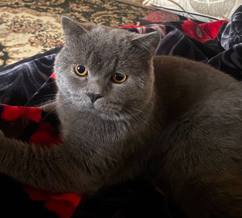 Mushuk skotish strayt