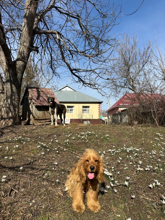 Руский спанель еркек