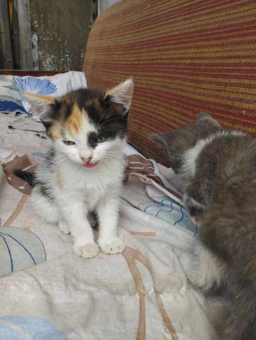 Отдам котят в хорошие руки