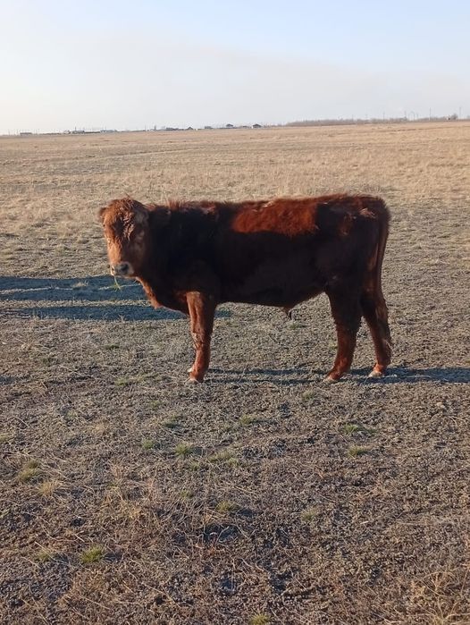 Продам бычка ангус