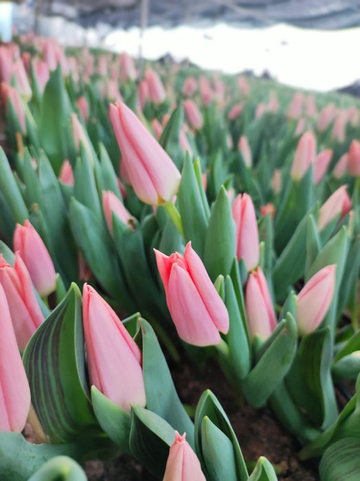 Тюльпан  К 14 ФЕВРАЛЯ