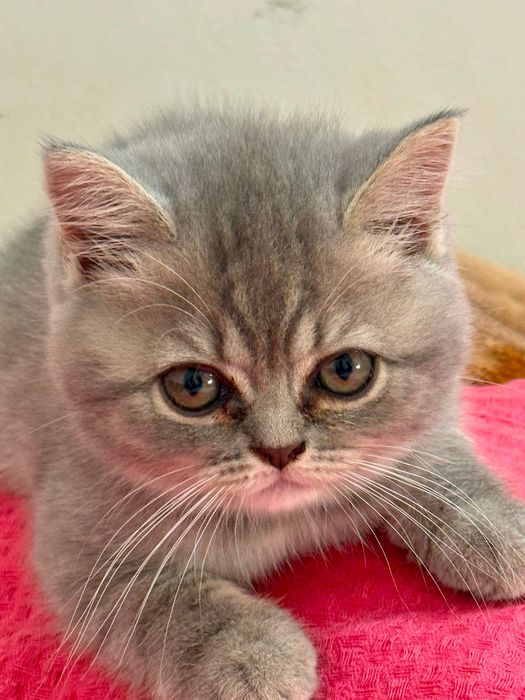 Pui British Shorthair – Mascul și Femelă (3 luni, Vaccinați, Educați)