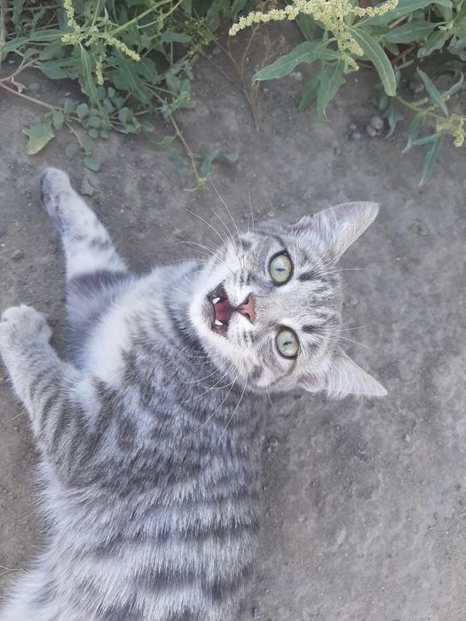 Котята бесплатно