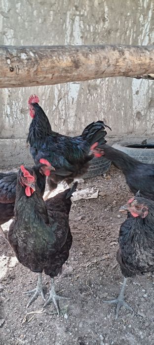 Джерси товуклар тхумлари ва жужалари  сотилади