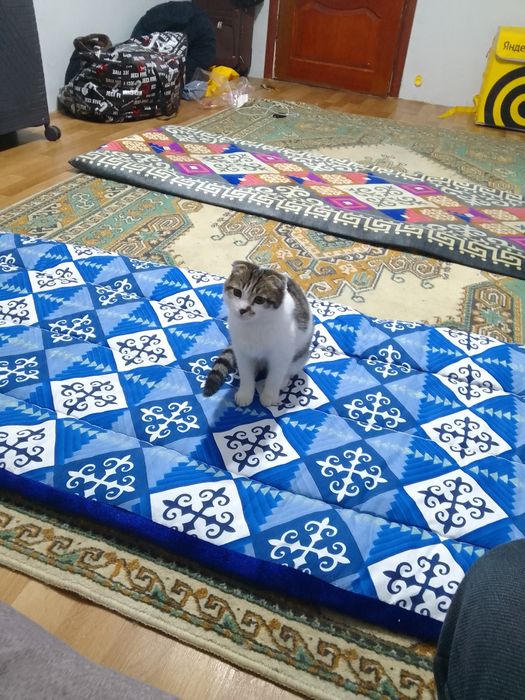 Продам кошку(самка)!