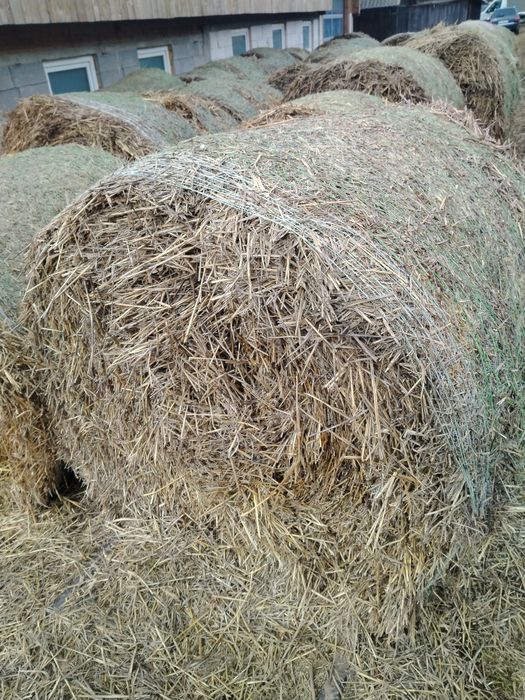 Baloți de paie de grâu.