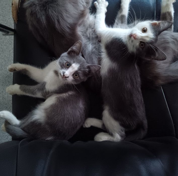 Котята бесплатно