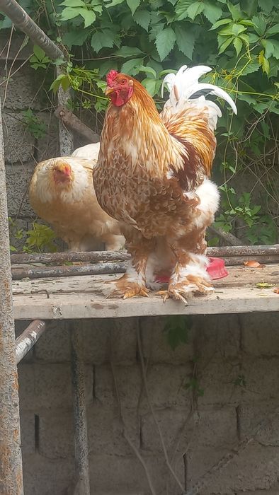 Петухи  Белый  Золото Брама