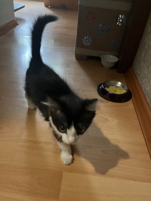 Отдаем кота бесплатно