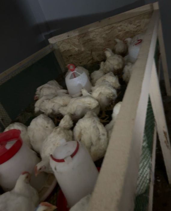 Pui albi de carne sacrificati