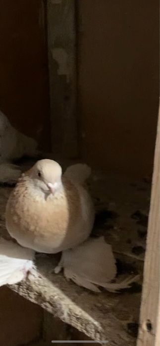 Голуби все в гоне