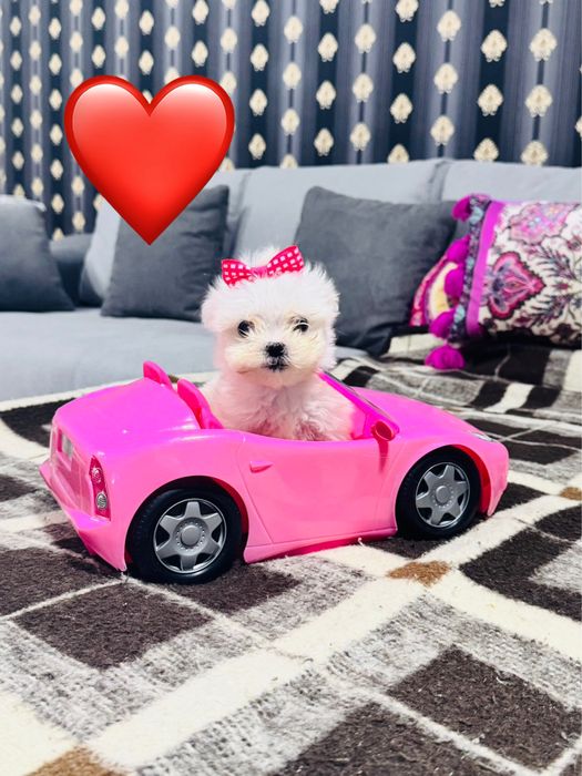 Mascul bichon maltez miny toy