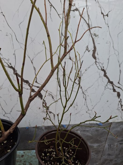 Голубика саженцы