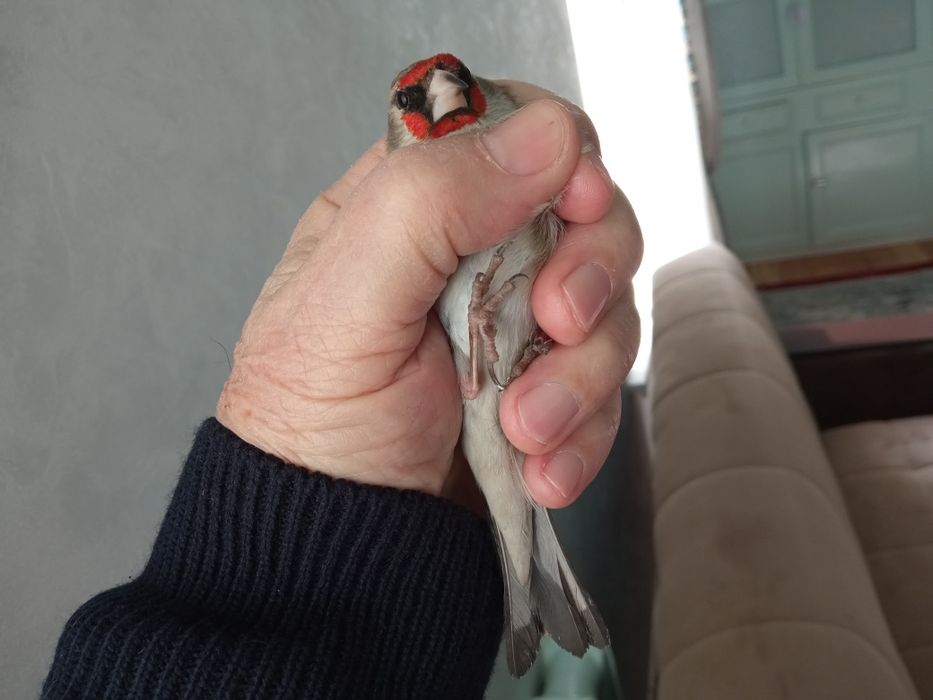 Норчи сотилади, тутилган.