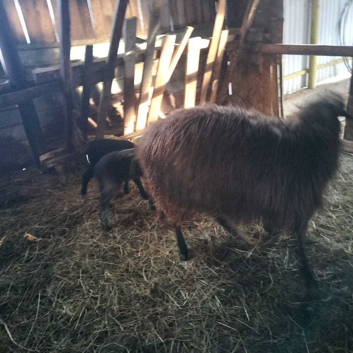 Vând un berbec, o mia și o oaie  cu doi   miei